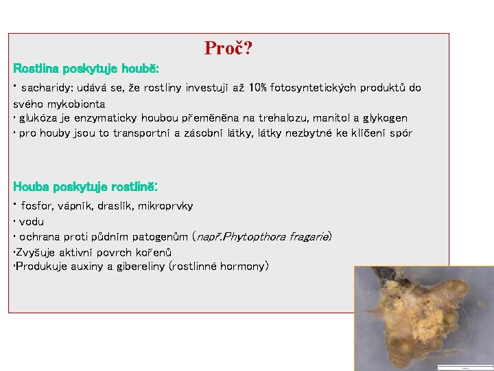 Proč? Rostlina poskytuje houbě: • sacharidy: udává se, že rostliny investují až 10% fotosyntetických