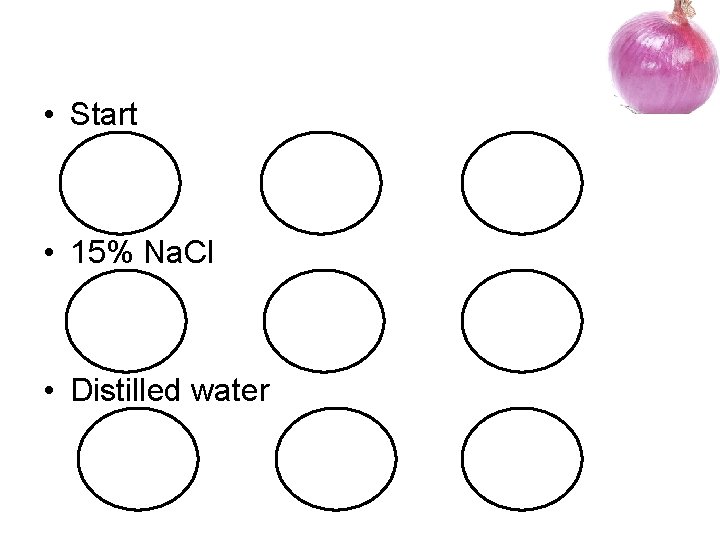 Lab 7 Osmosis in Onion Cells Purpose To