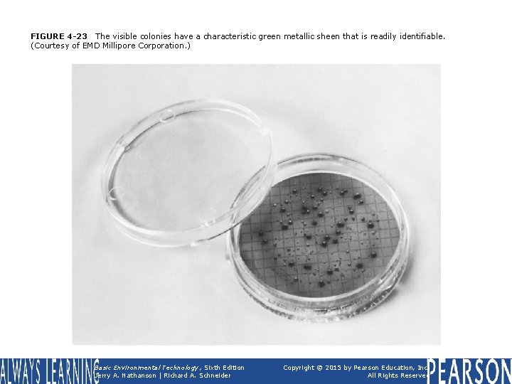 FIGURE 4 -23 The visible colonies have a characteristic green metallic sheen that is