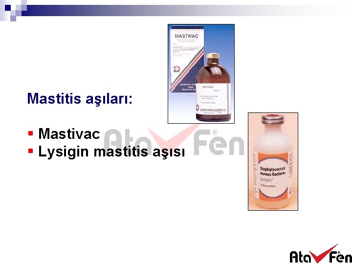 Mastitis aşıları: § Mastivac § Lysigin mastitis aşısı 