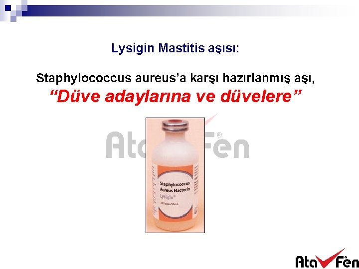 Lysigin Mastitis aşısı: Staphylococcus aureus’a karşı hazırlanmış aşı, “Düve adaylarına ve düvelere” 