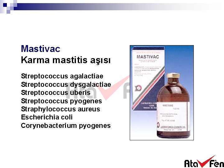 Mastivac Karma mastitis aşısı Streptococcus agalactiae Streptococcus dysgalactiae Streptococcus uberis Streptococcus pyogenes Straphylococcus aureus