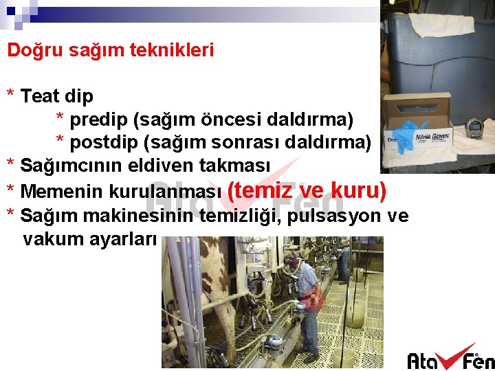 Doğru sağım teknikleri * Teat dip * predip (sağım öncesi daldırma) * postdip (sağım