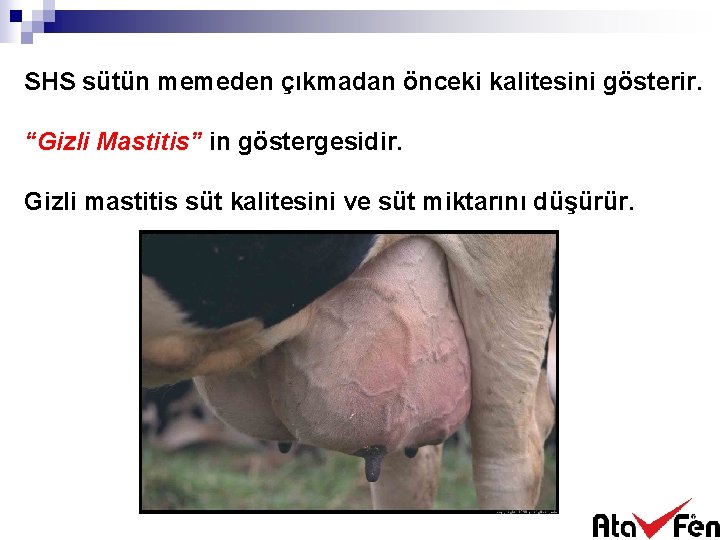 SHS sütün memeden çıkmadan önceki kalitesini gösterir. “Gizli Mastitis” in göstergesidir. Gizli mastitis süt