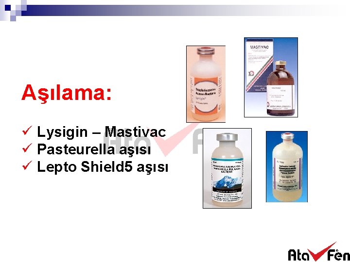 Aşılama: ü Lysigin – Mastivac ü Pasteurella aşısı ü Lepto Shield 5 aşısı 