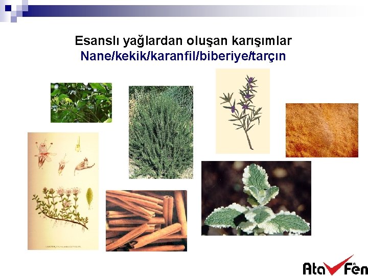 Esanslı yağlardan oluşan karışımlar Nane/kekik/karanfil/biberiye/tarçın 