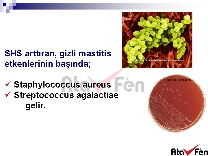 SHS arttıran, gizli mastitis etkenlerinin başında; ü Staphylococcus aureus ü Streptococcus agalactiae gelir. 