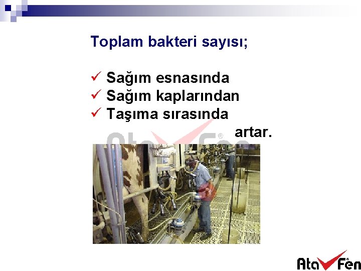 Toplam bakteri sayısı; ü Sağım esnasında ü Sağım kaplarından ü Taşıma sırasında artar. 