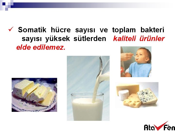 ü Somatik hücre sayısı ve toplam bakteri sayısı yüksek sütlerden kaliteli ürünler elde edilemez.