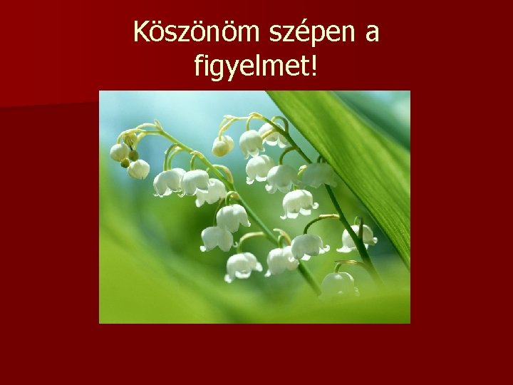 Köszönöm szépen a figyelmet! 