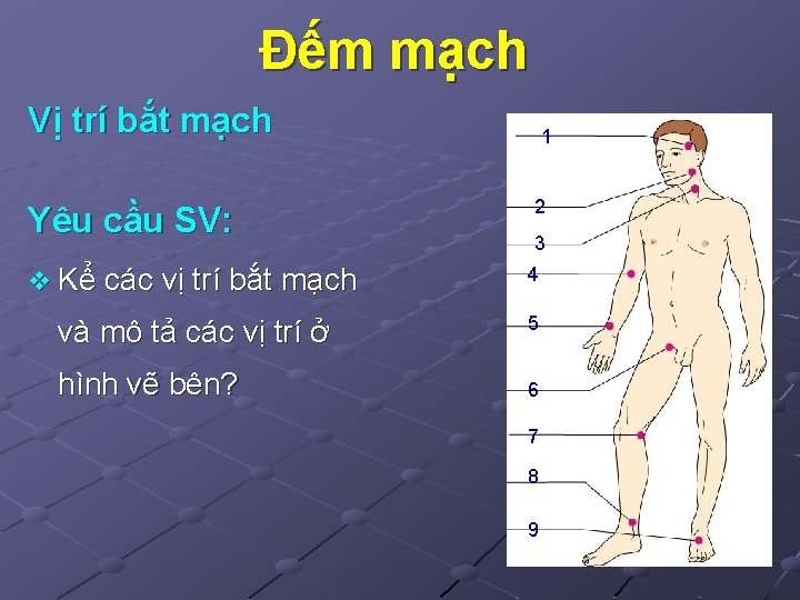 Đếm mạch Vị trí bắt mạch Yêu cầu SV: 1 2 3 v Kể