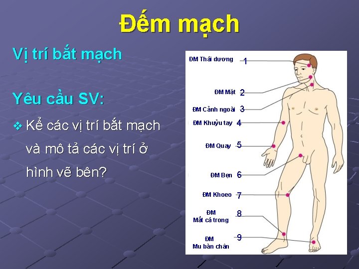 Đếm mạch Vị trí bắt mạch Yêu cầu SV: v Kể các vị trí