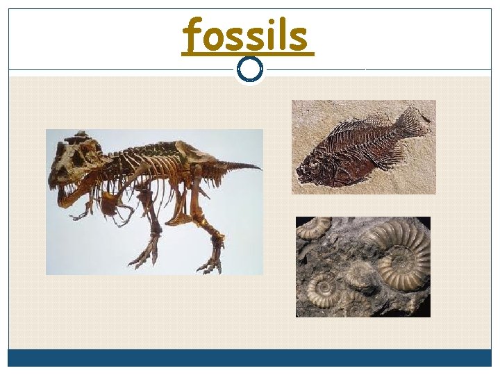 fossils 