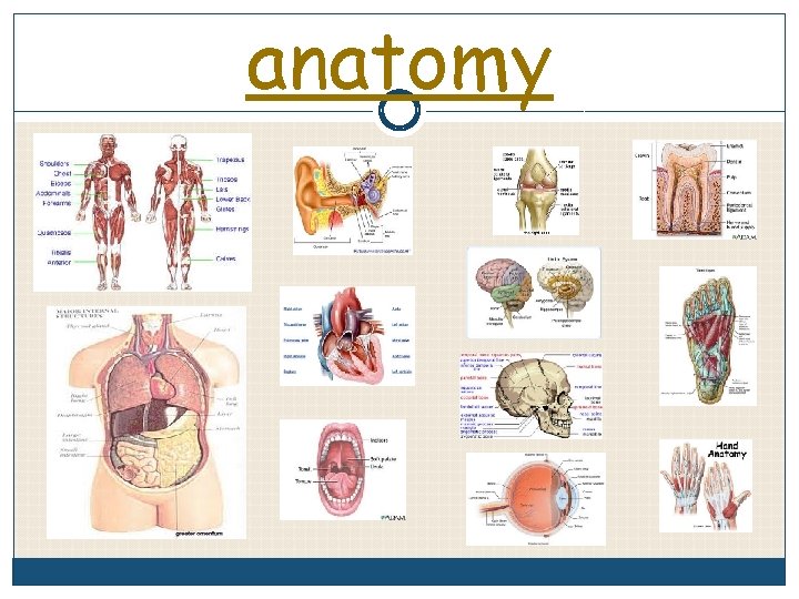 anatomy 