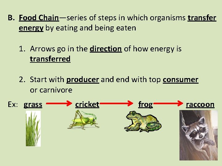 B. Food Chain—series of steps in which organisms transfer energy by eating and being
