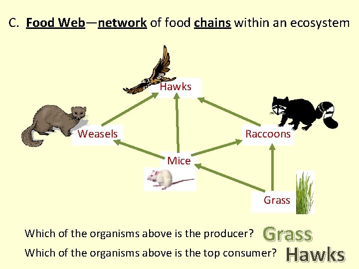 C. Food Web—network of food chains within an ecosystem Hawks Weasels Raccoons Mice Grass