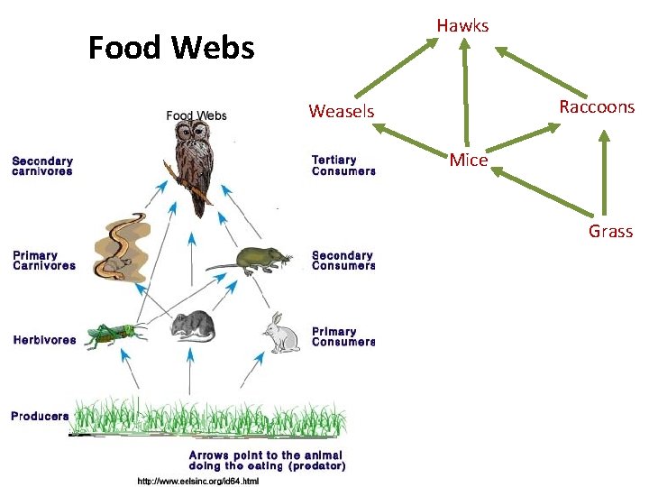 Hawks Food Webs Raccoons Weasels Mice Grass 
