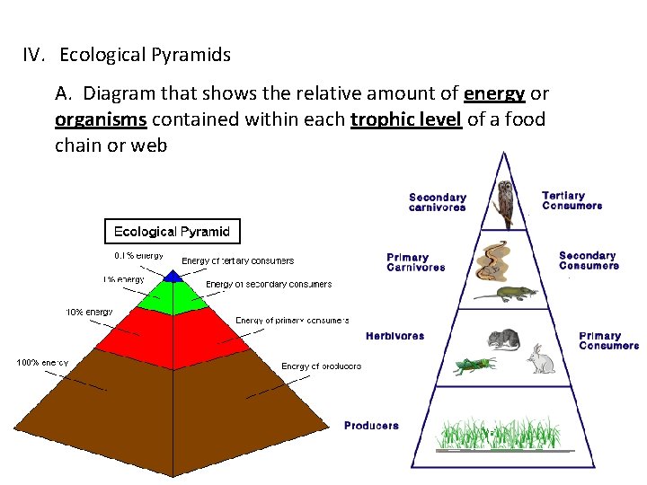 IV. Ecological Pyramids A. Diagram that shows the relative amount of energy or organisms