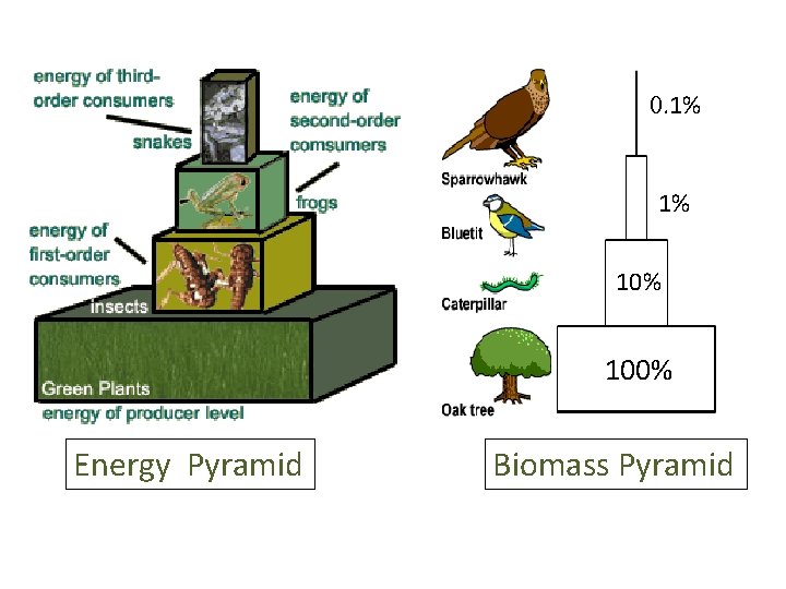 0. 1% 1% 100% Energy Pyramid Biomass Pyramid 