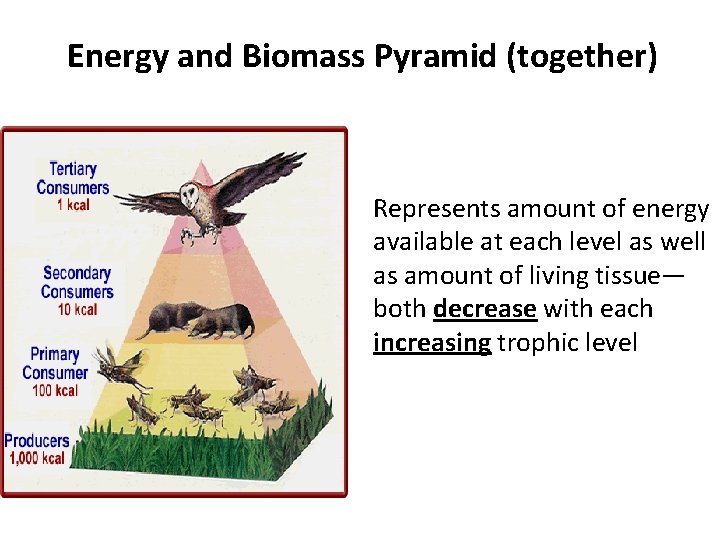 Energy and Biomass Pyramid (together) Represents amount of energy available at each level as