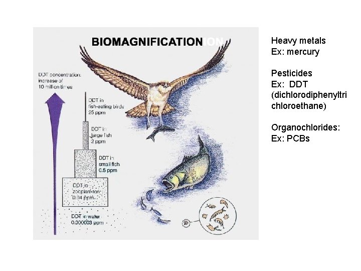 Heavy metals Ex: mercury Pesticides Ex: DDT (dichlorodiphenyltri chloroethane) Organochlorides: Ex: PCBs 