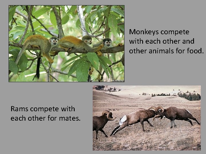 Monkeys compete with each other and other animals for food. Rams compete with each