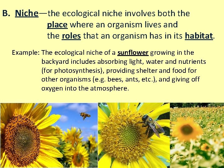 B. Niche—the ecological niche involves both the place where an organism lives and the