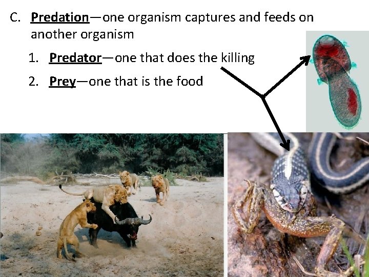 C. Predation—one organism captures and feeds on another organism 1. Predator—one that does the