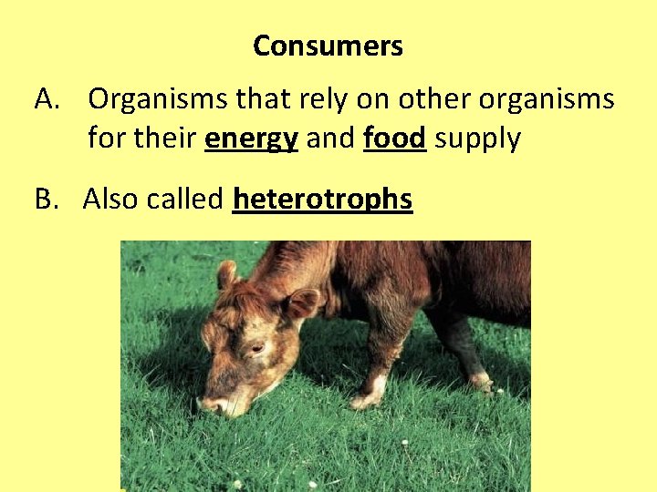 Consumers A. Organisms that rely on other organisms for their energy and food supply