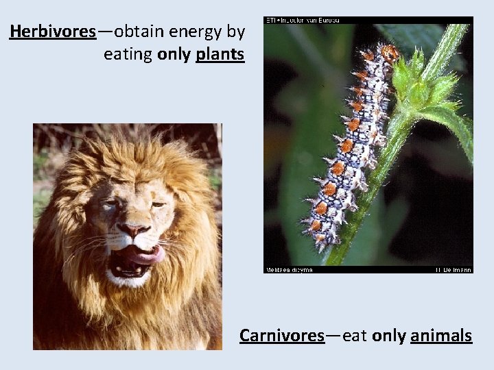 Herbivores—obtain energy by eating only plants Carnivores—eat only animals 