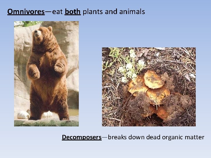 Omnivores—eat both plants and animals Decomposers—breaks down dead organic matter 