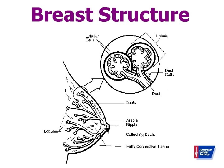 Breast Structure 