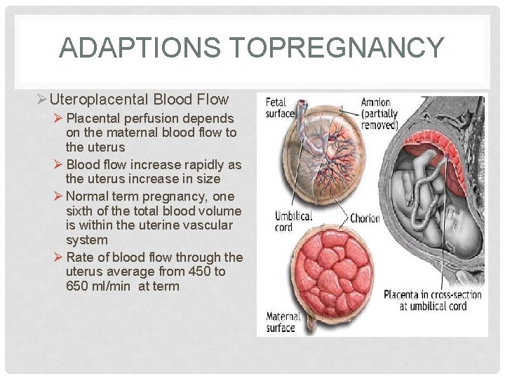 ADAPTIONS TOPREGNANCY ØUteroplacental Blood Flow Ø Placental perfusion depends on the maternal blood flow