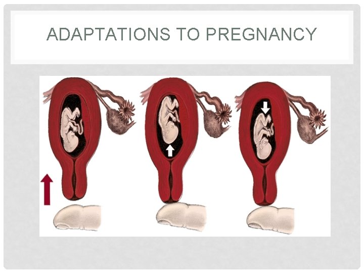 ADAPTATIONS TO PREGNANCY 