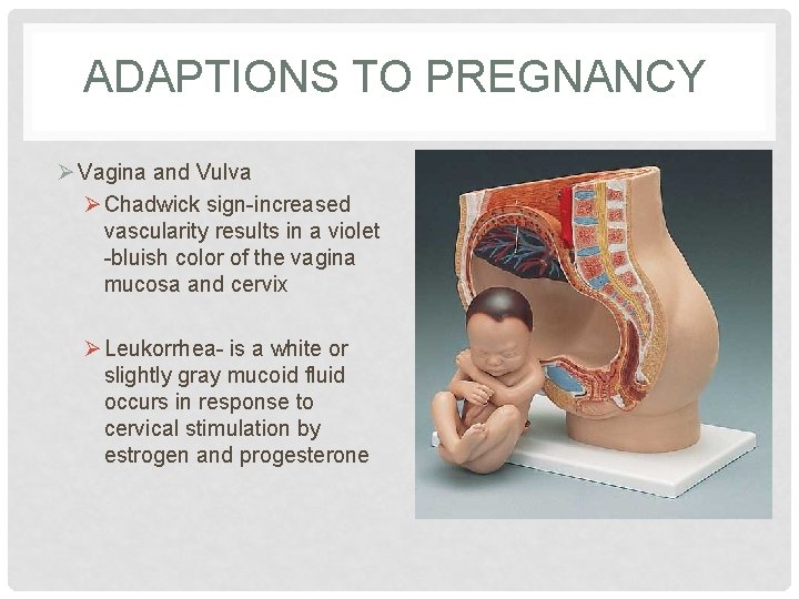 ADAPTIONS TO PREGNANCY Ø Vagina and Vulva Ø Chadwick sign-increased vascularity results in a