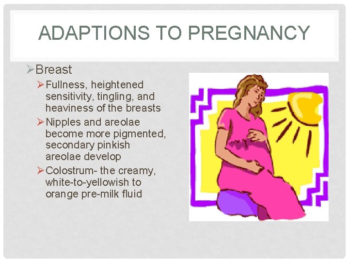 ADAPTIONS TO PREGNANCY ØBreast ØFullness, heightened sensitivity, tingling, and heaviness of the breasts ØNipples