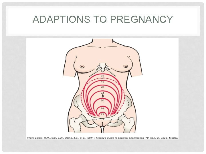 ADAPTIONS TO PREGNANCY 