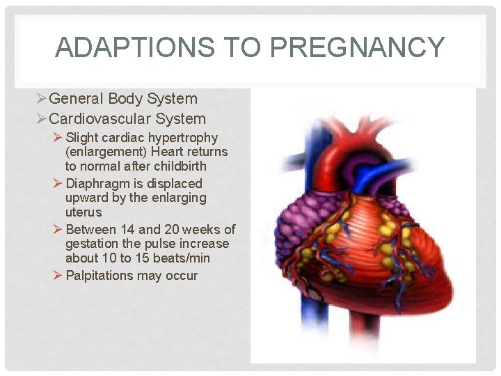 ADAPTIONS TO PREGNANCY ØGeneral Body System ØCardiovascular System Ø Slight cardiac hypertrophy (enlargement) Heart