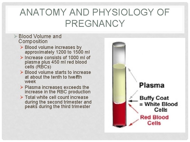 ANATOMY AND PHYSIOLOGY OF PREGNANCY Ø Blood Volume and Composition Ø Blood volume increases