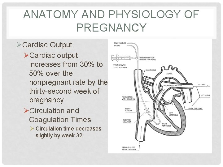 ANATOMY AND PHYSIOLOGY OF PREGNANCY ØCardiac Output ØCardiac output increases from 30% to 50%