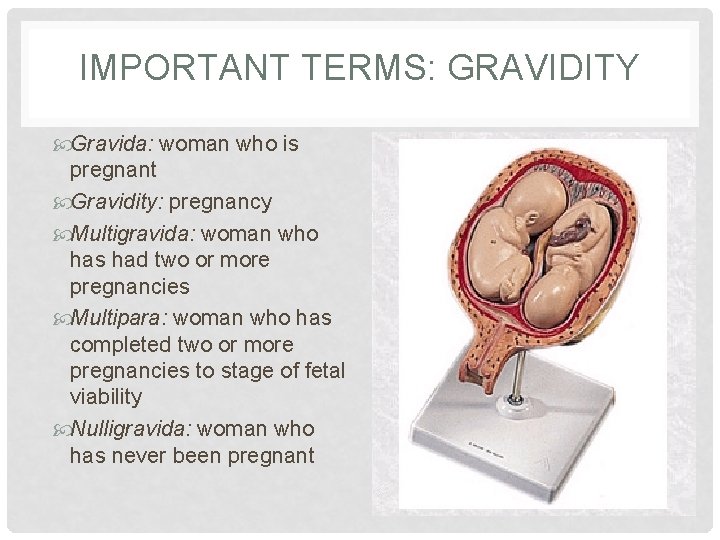 IMPORTANT TERMS: GRAVIDITY Gravida: woman who is pregnant Gravidity: pregnancy Multigravida: woman who has