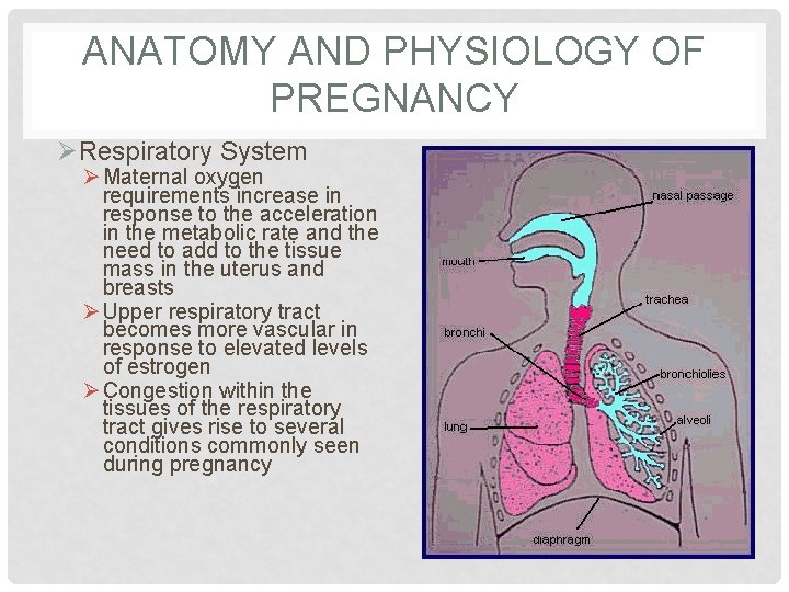 ANATOMY AND PHYSIOLOGY OF PREGNANCY ØRespiratory System Ø Maternal oxygen requirements increase in response