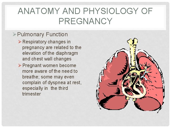 ANATOMY AND PHYSIOLOGY OF PREGNANCY ØPulmonary Function Ø Respiratory changes in pregnancy are related