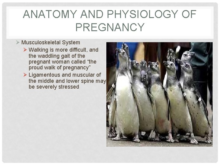 ANATOMY AND PHYSIOLOGY OF PREGNANCY Ø Musculoskeletal System Ø Walking is more difficult, and