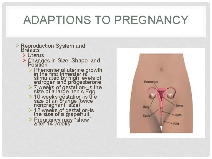 ADAPTIONS TO PREGNANCY Ø Reproduction System and Breasts Ø Uterus Ø Changes in Size,