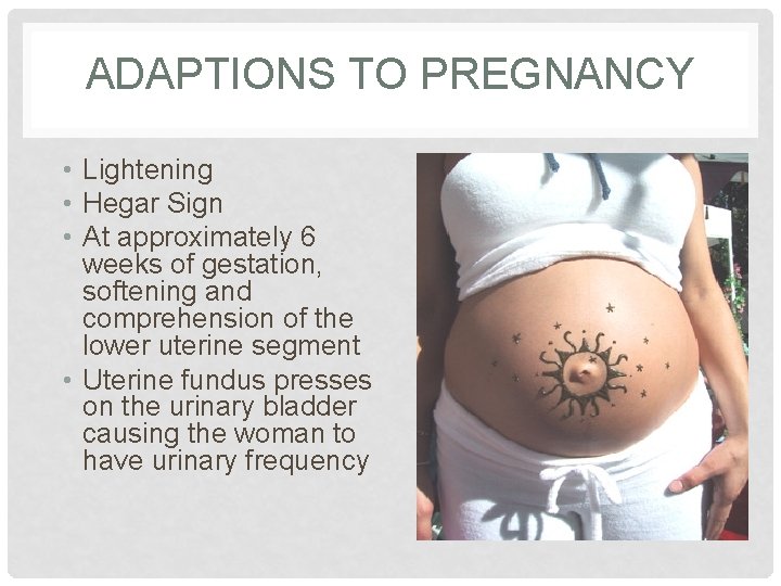 ADAPTIONS TO PREGNANCY • Lightening • Hegar Sign • At approximately 6 weeks of