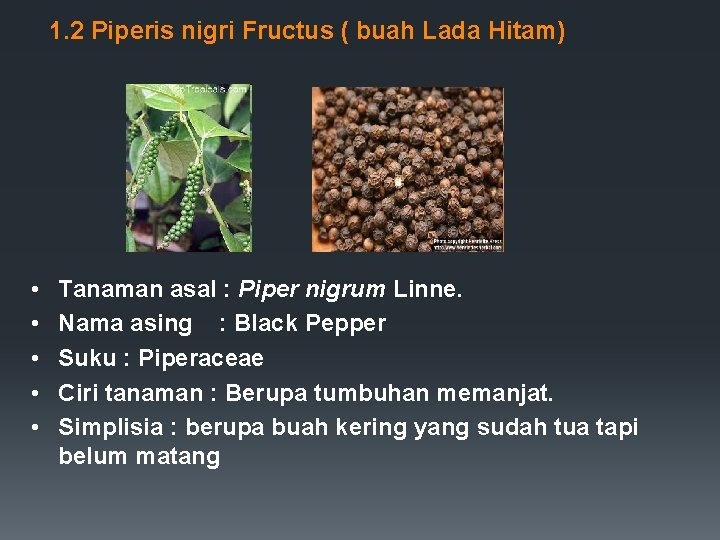1. 2 Piperis nigri Fructus ( buah Lada Hitam) • • • Tanaman asal