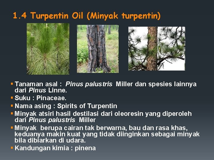 1. 4 Turpentin Oil (Minyak turpentin) § Tanaman asal : Pinus palustris Miller dan