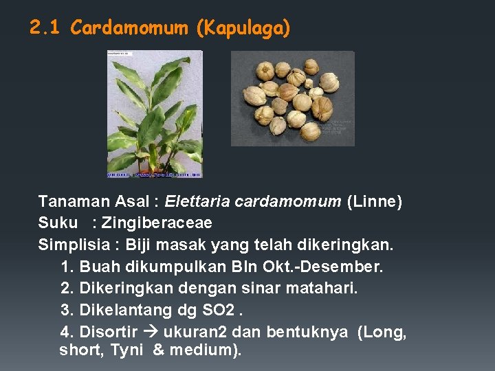 2. 1 Cardamomum (Kapulaga) Tanaman Asal : Elettaria cardamomum (Linne) Suku : Zingiberaceae Simplisia