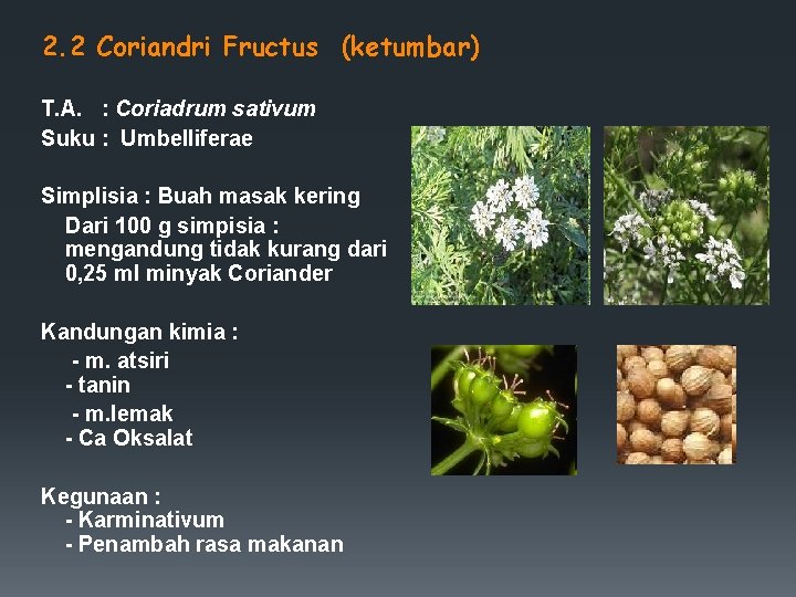 2. 2 Coriandri Fructus (ketumbar) T. A. : Coriadrum sativum Suku : Umbelliferae Simplisia